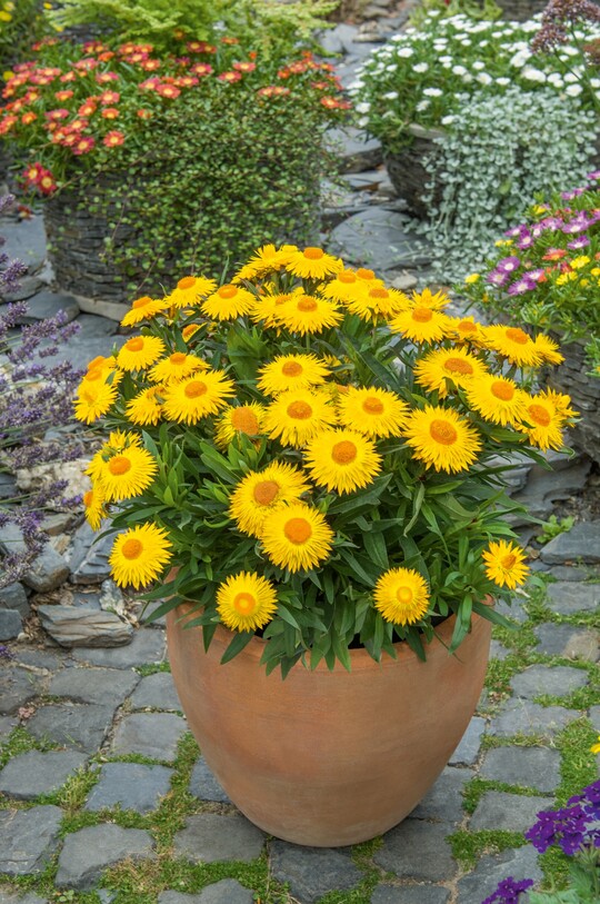 Der Landesverband Rheinland-Pfalz whlte die Sommerblume Sonnentnzer zurBalkonpflanze des Jahres 2022?.Die Sorte Sonnentnzer ist eine Neuzchtung der Gartenstrohblume (Xerochrysum bractaetum), deren Wildform aus Australien kommt. Die Blten knnen getrocknet werden.