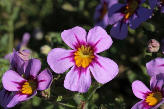 Sachsens Grtner whlten die ausdrucksstarke Jamesbrittenia-Sorte (Jamesbrittenia x breviflora) zur Balkonpflanze 2022.Sie punktet mit hervorragender Hitze- und Sonnentoleranz.Der charismatische Eyecatcher eignet sich mit seiner reich verzweigten, kugeligen Form und dem leicht berhngenden Wuchs besonders gut fr Blumenampeln