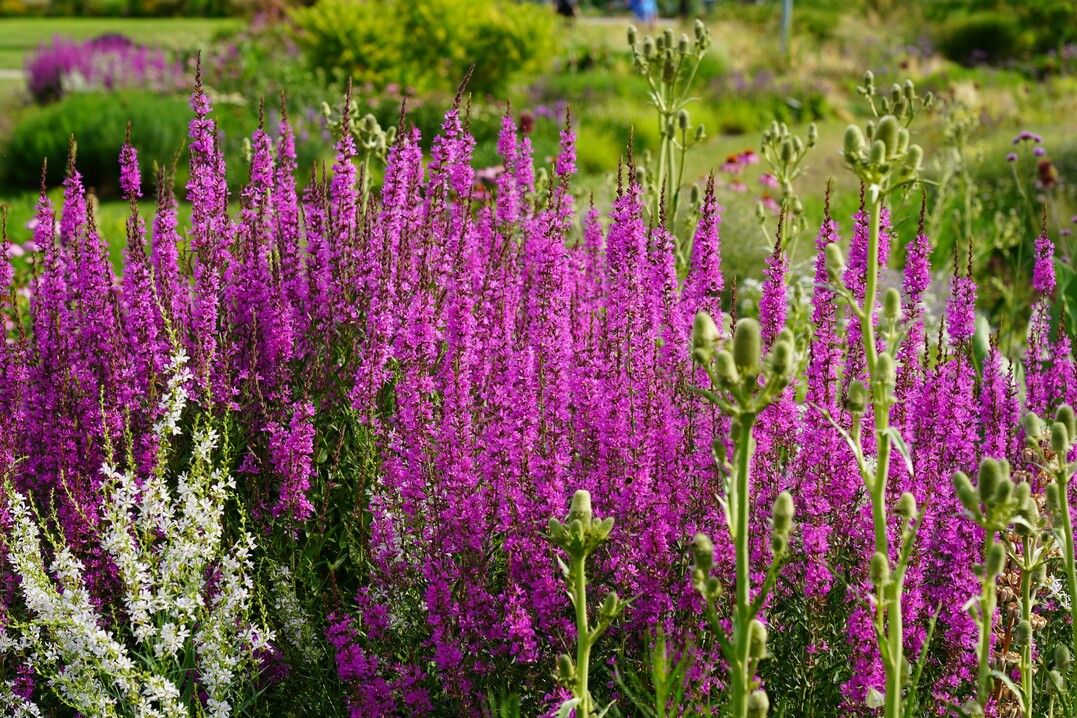 Pink trifft Wei: Die diversen Rosa-Nuancen geben im Sortiment der Weideriche den Ton an. Umso wertvoller ist die bisher einzige weie Sorte, Lythrum virgatum White Swirl. Da das im Vordergrund wachsende Palmlilien-Mannstreu (Eryngium yuccifolium) hnliche Ansprche an den Standort stellt, kann es gut mit Lythrum kombiniert werden. 