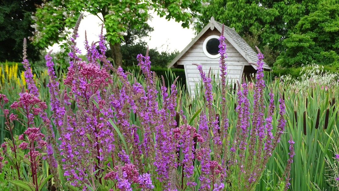 Durstiges Trio: Weiderich (Lythrum) hat kein Problem mit nassen Füßen. Ein eher feuchtes oder gar sumpfiges Erdreich kommt ihm sogar entgegen. Rohrkolben (Typha) oder Wasserdost (Eupatorium) sind daher ideale Pflanzpartner, wie dieses Beispiel beweist.
