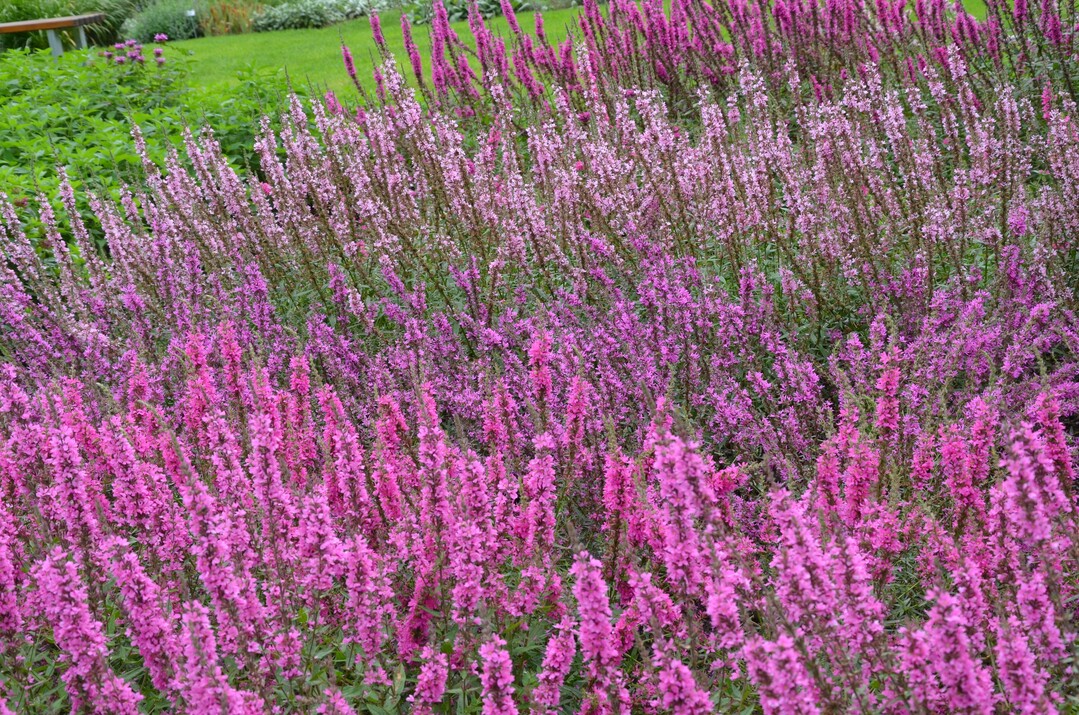 Rosa Aussichten: Dass die Arten und Sorten der Gattung Weiderich (Lythrum) gut aussehen, beweist dieses Foto aus dem Sichtungsgarten Weihenstephan. Hier und an neun anderen Standorten wurden die gngigsten im Handel erhltlichen Sorten dieser Staude gepflanzt und bewertet. Die berwiegende Mehrheit der zwischen 2019 und 2022 gesichteten Sorten erwies sich als robust und empfehlenswert. 