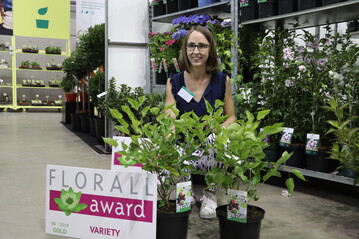 Laura De Nolf zeichnet die Morus rotundiloba Mojo Berry, ausgezeichnet mit dem goldenen FLORALL-Award.
