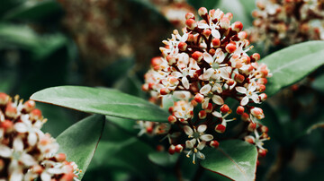 Die Skimmia gehrt zu den beliebtesten Gartenpflanzen im Okober und November