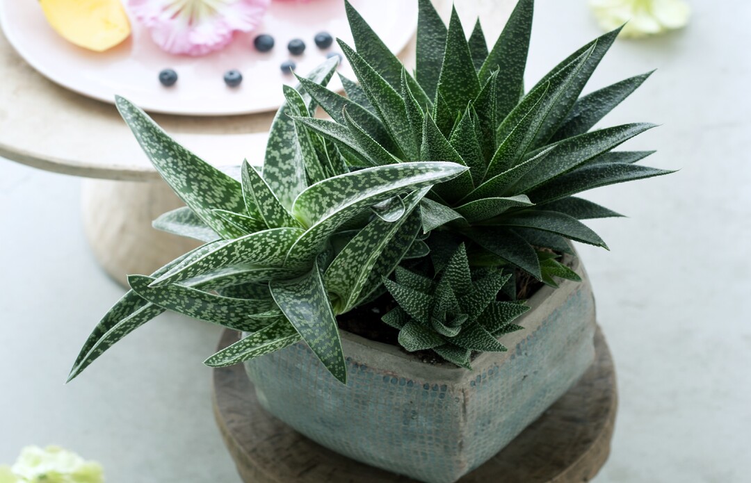 Aloe ist Zimmerpflanze des Monats August.
