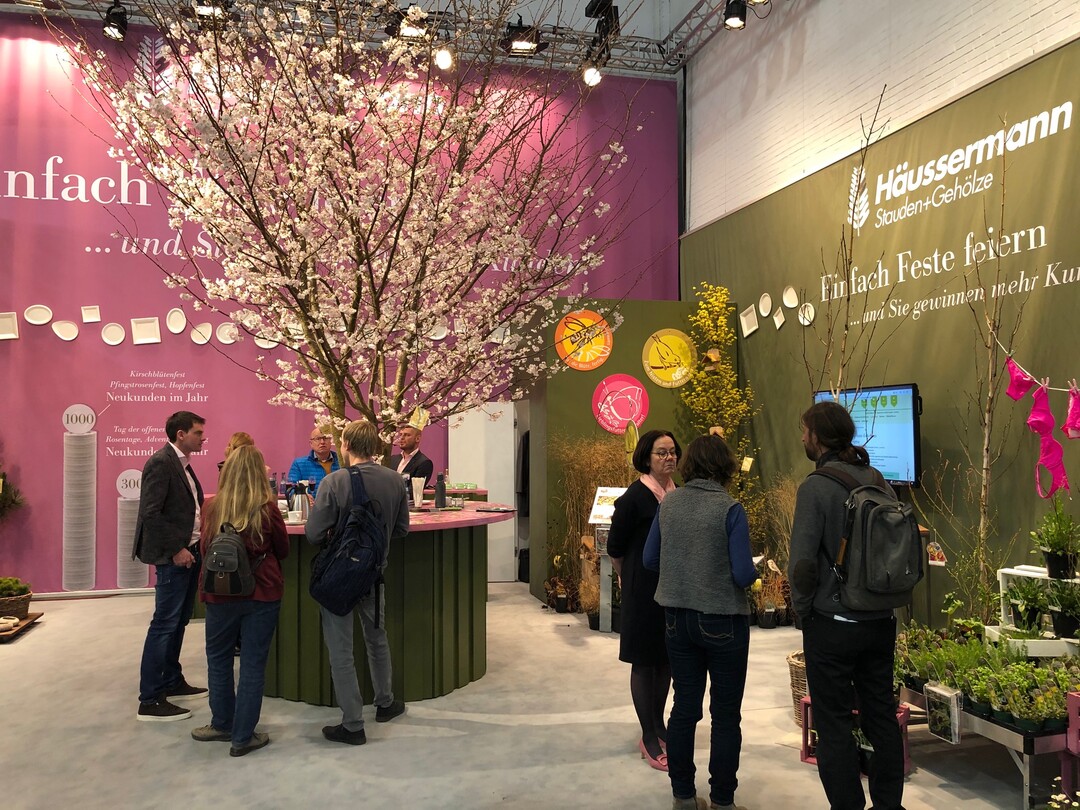 Whrend der Messe stand der Kirschbaum dann in voller Blte. 
