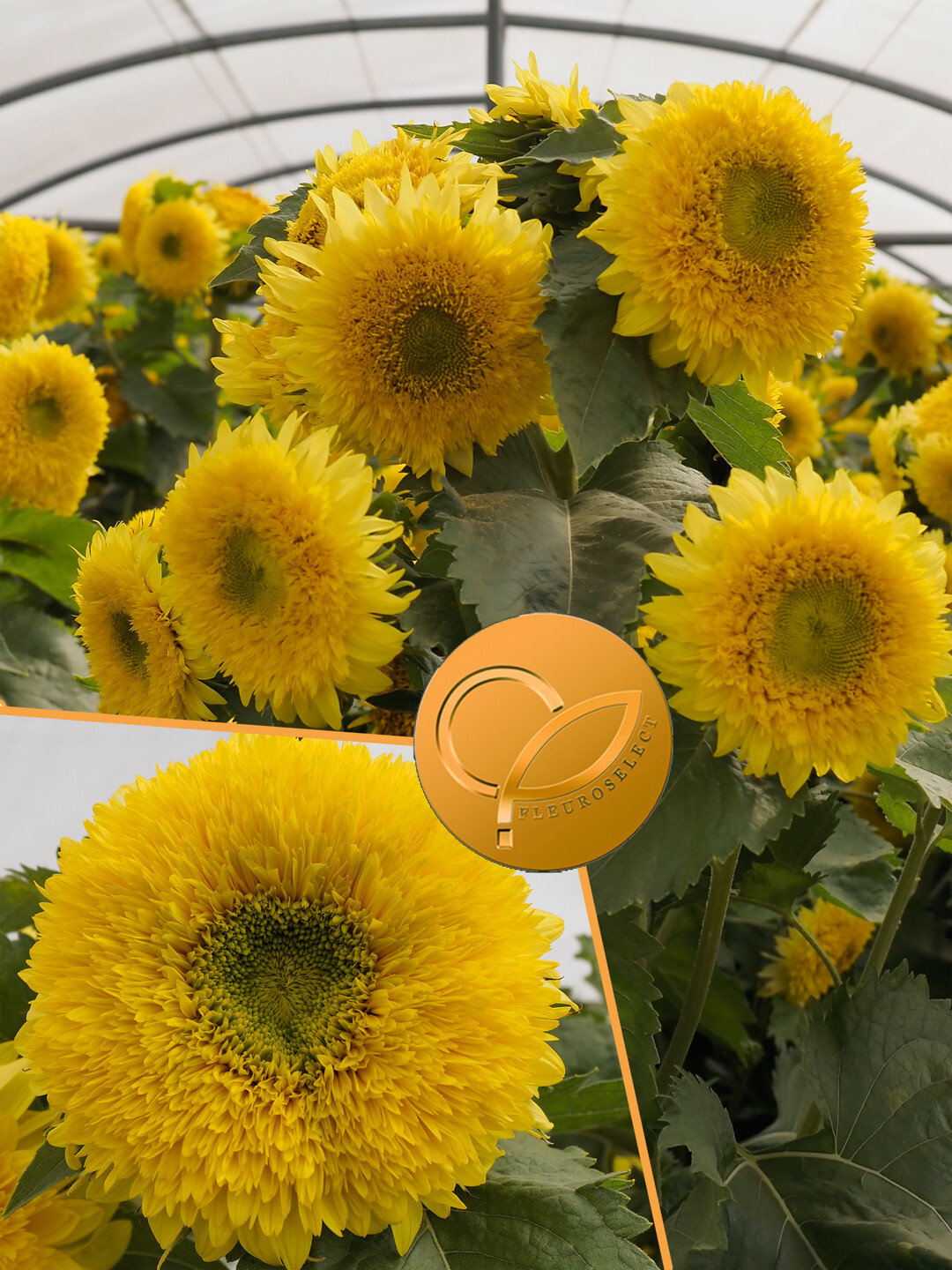   Helianthus annuus
"Gummy Bear"

