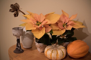 Schon fr den Herbstverkauf geeignet: die Poinsettie "Autumn Leaves"