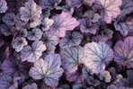 Heuchera ‚Pools of Purple" hat wunderschöne große, auffällige Blätter mit silbrigen Adern, die sich wie eine metallische Schicht über die weinroten Blätter legen. Die Pflanze ist das ganze Jahr über farbenfroh und hat eine starke Blüte mit rosafarbenen Blüten. Durch ihre lange Lebensdauer eignet sie sich sehr gut für Anpflanzungen. Diese Heuchera kann auch etwas feuchtere Bedingungen gut vertragen. Rijnbeek Perennials aus Boskoop ist der Einreicher der Pflanze und bringt sie auch in den Handel. Heuchera ‚Pools of Purple" wurde von Mr. Bailey (USA) gezüchtet. Sortenschutz wurde beantragt.