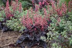 Heuchera ‚Timeless Night" hat eine kompakte Wuchs- und Blühform. Die Blütenstiele sind kurz und dick und die Blüten sind rosa. Die Pflanze blüht kontinuierlich von Mai bis Oktober. Die Blätter sind dunkelschwarz und stehen in schönem Kontrast zu den Blüten. Heuchera ‚Timeless Night" ist sehr winterhart. Gootjes AllPlant bv aus Heerhugowaard ist der Einreicher. Natuurlijk Hopmans aus Wieringerwerf, F.N. Kempen B.V. aus Mijdrecht und Van Woudenberg Tuinplanten BV aus Zevenhuizen bringen sie in den Handel. "Timeless Night" wurde von Walters Gardens Inc. aus Zeeland (USA) gezüchtet, und es wurde Sortenschutz beantragt.