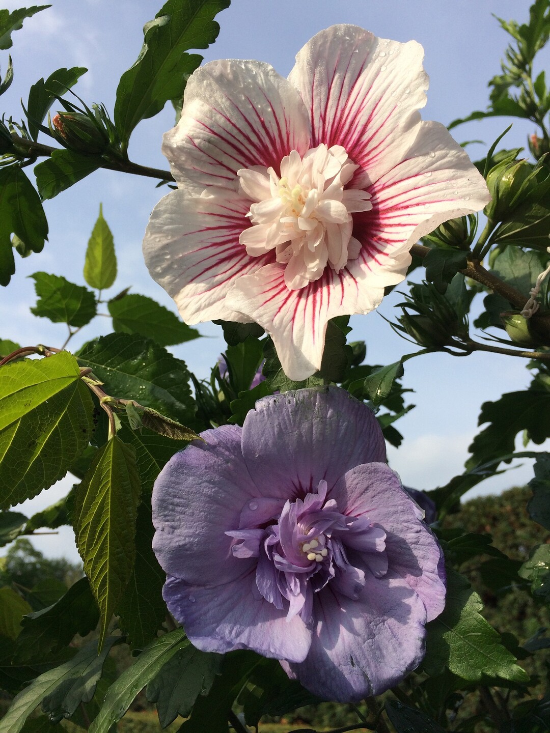 Hibiscus syriacus "Best Friends"