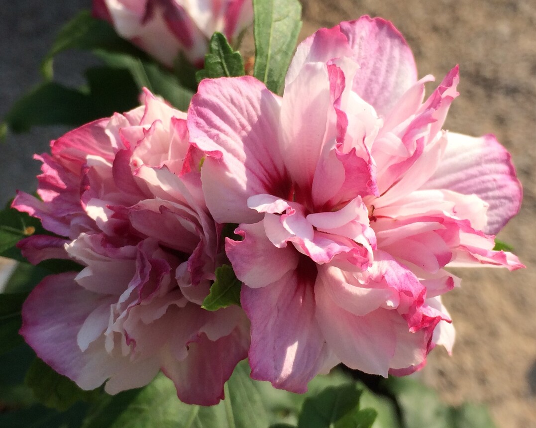 Hibiscus syriacus "Miss Silvia"