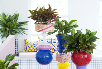 der Kolbenfaden (Aglaonema): Unkomplizierte Blattpflanze mit viel Durchhaltevermgen 