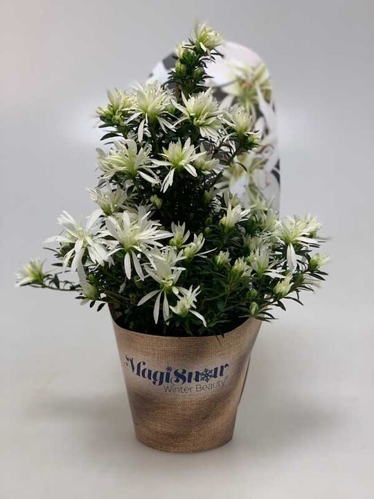  In der Kategorie "Blhende Zimmerpflanze" ist
Rhododendron simsii Magisnow Winter Beauty der
Firma Hortibreed NV Hortinno aus Belgien IPM Neuheit des Jahres. Sie hat eine ungewhnliche
Blte, die sich ber einen Zeitraum von 4 Wochen
von einem grn-weien Knospenball zu einer Spinnenblte entwickelt. 