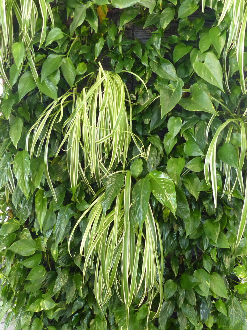 Die Fornatec Green GmbH erhielt den Ehrenpreis des Landesverbands Gartenbau Nordrhein-Westfalen e.V. fr die Entwicklung eines innovativen, vertikalen Pflanzsystems.