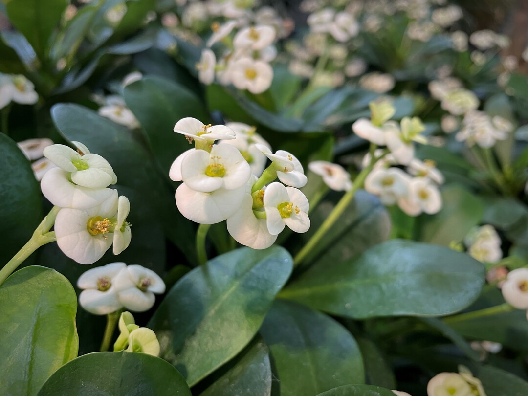 Euphorbia x lomi Bianca, produziert von Leo Thissen.
Bild
