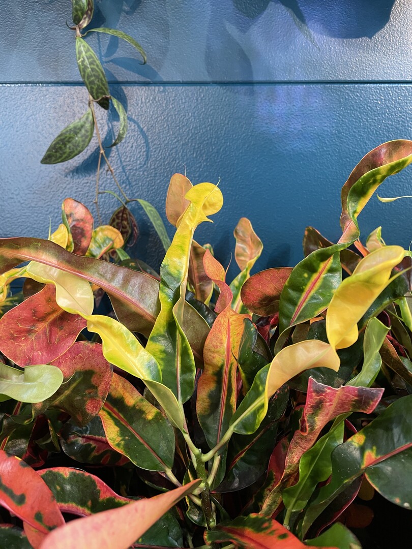 Codiaeum variegatum Mammey, produziert von Leo Thissen.