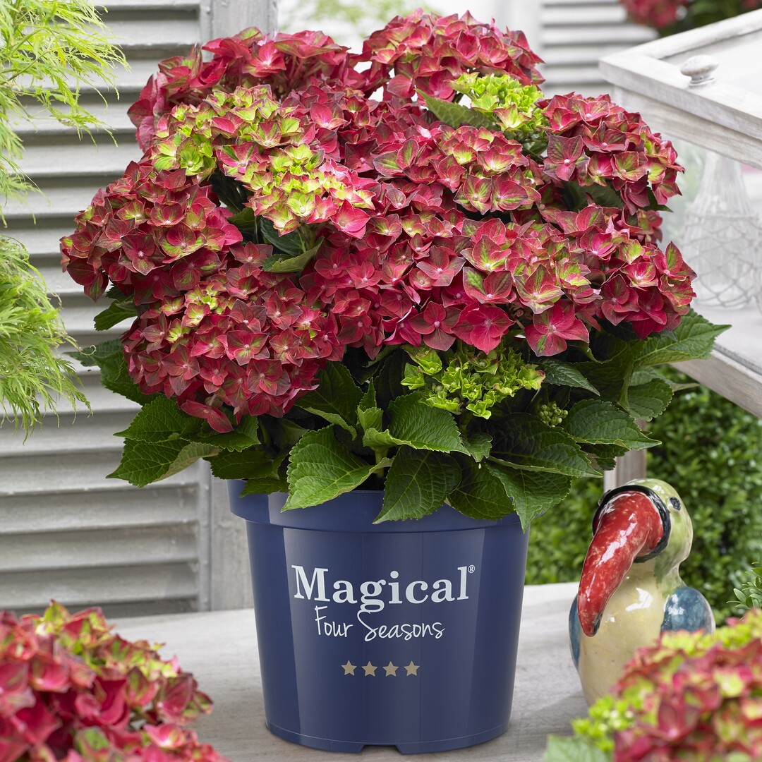 Hydrangea macrophylla "Ruby Tuesday" (MAGICAL RUBY TUESDAY) der De Jong Plant BV aus Boskoop wurde zur besten Neuheit der Plantarium 2015 gekrt. 