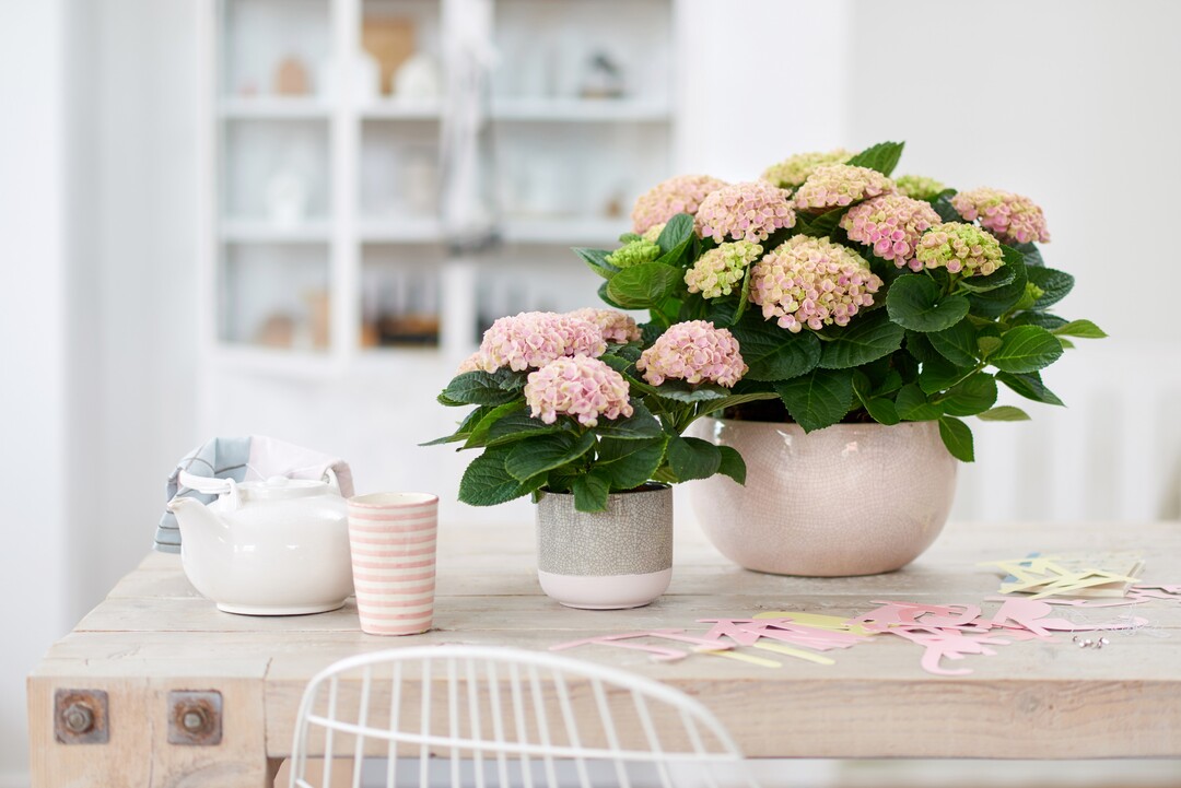 Die Hortensie Magical Colours Your Home ist in zwei verschiedenen Sorten und zwei Farbvarianten erhältlic