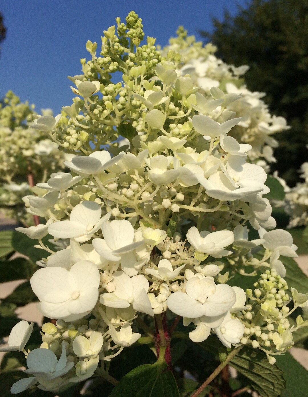 Hydrangea paniculata "Baby Lace"