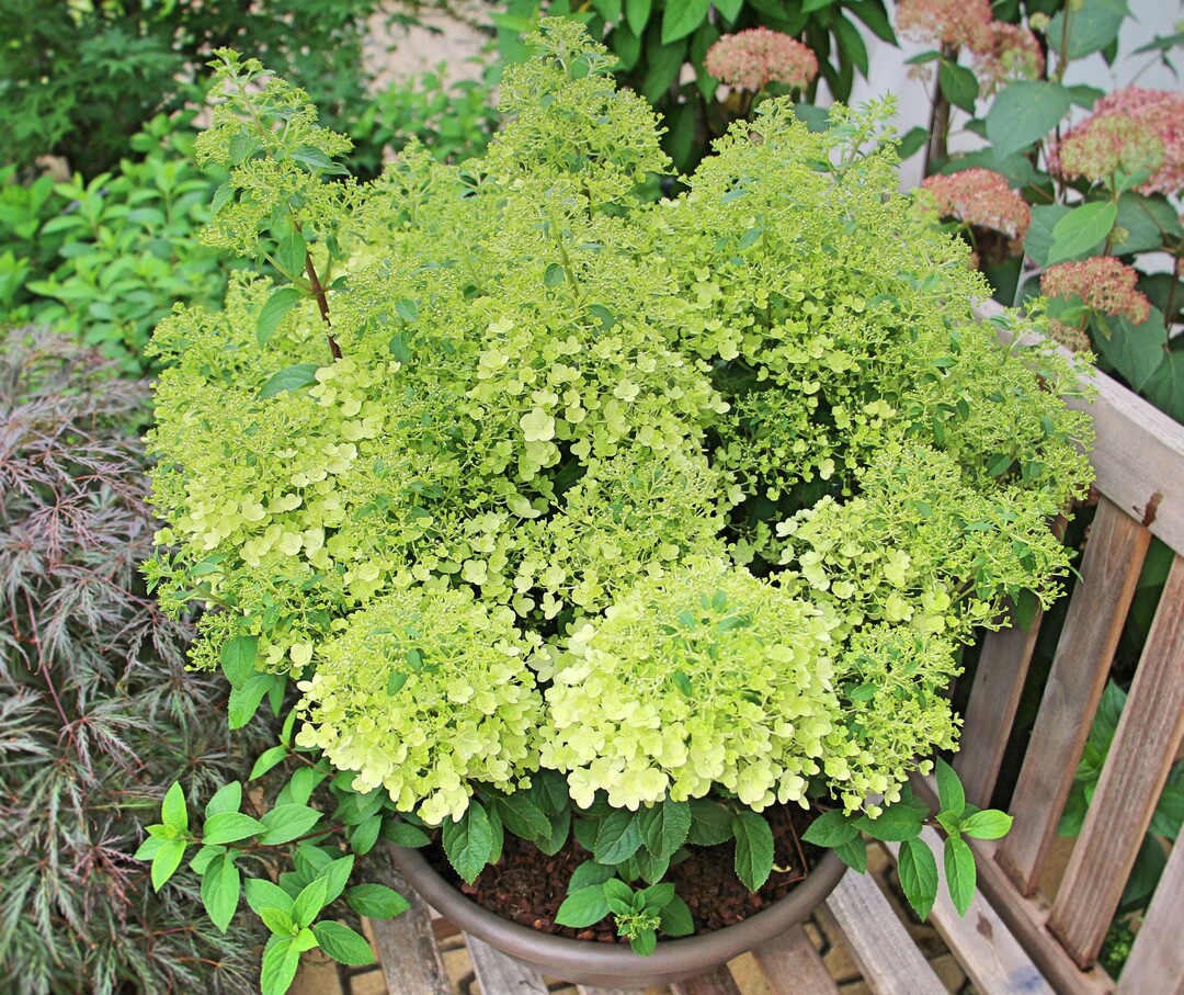 Hydrangea paniculata "Bobo" in Dekorschale
