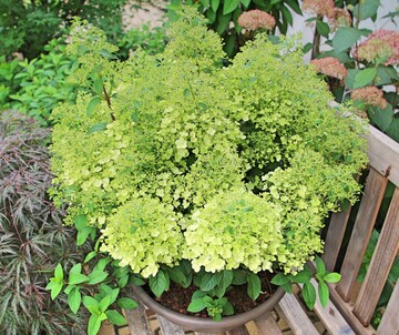 Hydrangea paniculata "Bobo" in Dekorschale