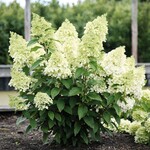 Hydrangea paniculata „Bokomaho“ (Magical Matterhorn) hat eine kompakte Wuchsform mit schönen cremeweißen, gefüllten Blüten. Die Blüte ist gleichmäßig und an jedem Trieb schön rund. Die Blätter sind oval und haben eine grüne bis hellgrüne Farbe. Einreicher ist Kolster b.v. aus Boskoop. Die Pflanze wird von der Boomkwekerij Jos Kolster aus Boskoop auf den Markt gebracht. Der gewerbliche Schutzrecht wurde beantragt und die Pflanze wurde von Boot & Dart und Kolster b.v., beide aus Boskoop, gezüchtet.
