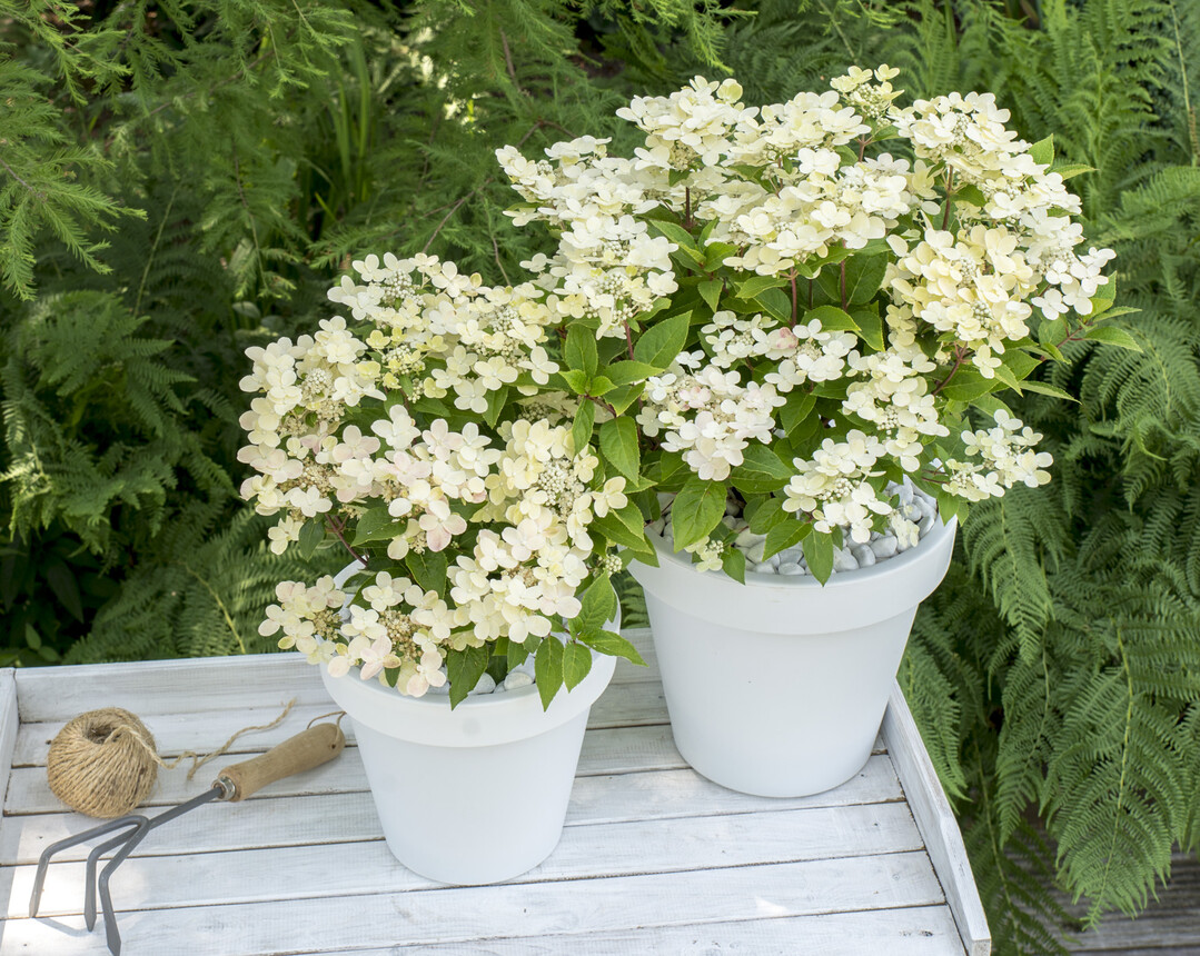 Hydrangea paniculata "Breg14" (Polestar).