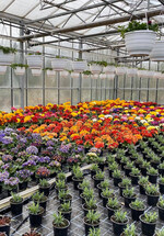 Gärtnerei Igerl verschenkte Blumen und bietet einen Lieferservice