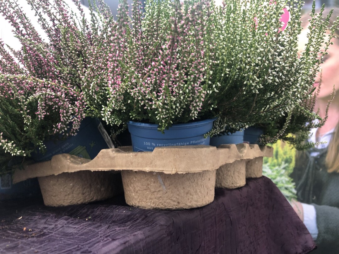 Geht doch: Die GardenGirls-Heide (gardengirls.de)
 gibt es auch in RC-Tpfen blue von Pppelmann (www.poeppelmann.com)  und Recycling-Pappe-Trays von Modiform (www.modiform.com).