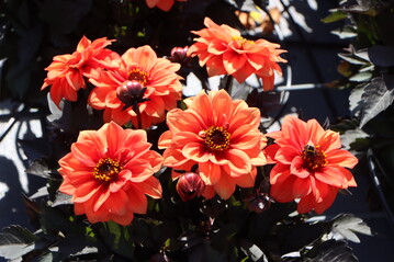 Das 7. Holland Dahlia Event findet vom 8. bis 10. September 2023 statt.