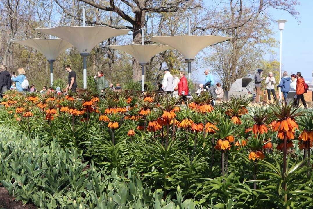  Im Liliengarten blhen zum BUGA-Start Fritillaria imperialis. 