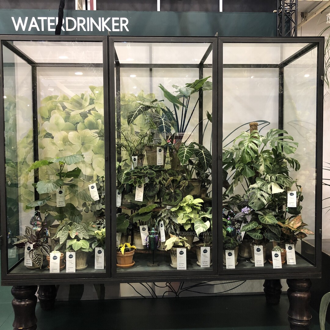 Waterdrinker zeigt besondere Pflanzen wie Ausstellungsstcke in einer Vitrine hinter Glas.