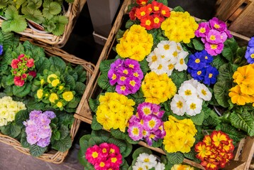 Die Weltleitmesse des Gartenbaus stellt ber Awards auch besonders spannende Pflanzenneuheiten in den Fokus.