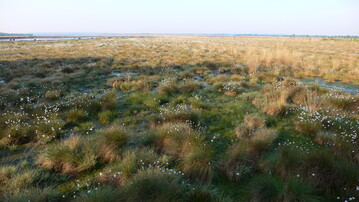 Nach dem Torfabbau renaturiertes Moor