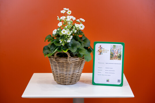  In der Kategorie "Kbelpflanzen" konnte sich die
Fragaria  ananassa F1
 Summer Breeze Snow von
ABZ-Seeds aus den Niederlanden als Gewinner
durchsetzen. Ein Tausendsassa als attraktive Bltenpflanze und als leckeres Naschobst fr Terrasse
und Balkon, ist sie frs Citygardening bestens geeignet. Ihre ungewhnlich groen, halbgefllten
Blten bilden einen richtigen Bltenstand und stehen damit attraktiv ber dem Laub. Das macht den
Zierwert diese Erdbeere so interessant. 