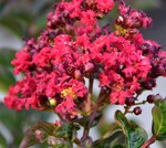 Bronze für Lagerstroemia x hybride ‘Miss Frances’