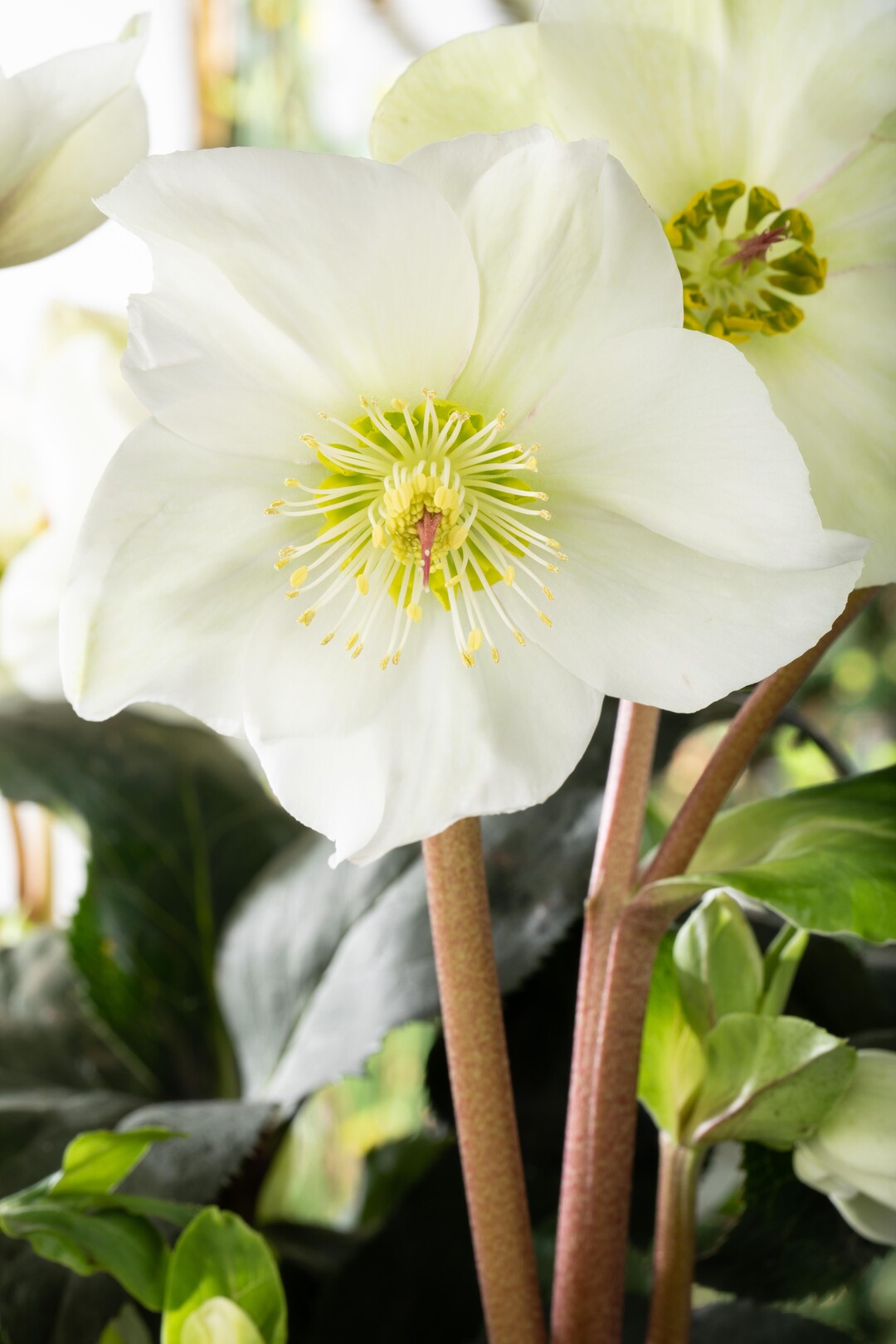  Helleborus  