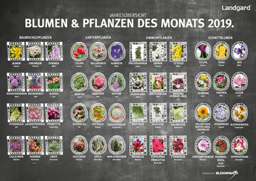 Diese Blumen und Pflanzen sind 2019 Monatshighlights bei Landgard.