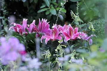Lilium Starlight Express 