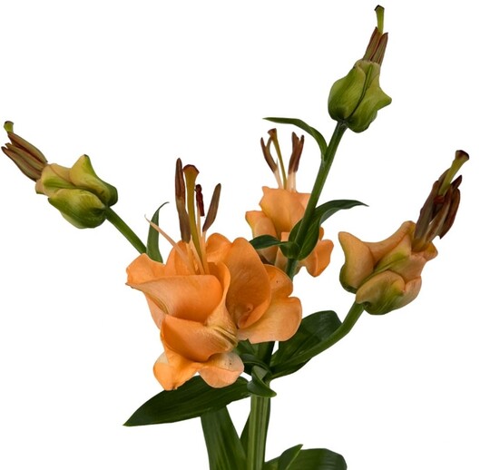 Auf Platz 1 (mit 54 Punkten) in dieser Kategorie Bredefleur mit seinem Produkt Lilium Apricot Fudge. Nach Meinung der Jury ist diese Blume wirklich innovativ: "Was fr ein Spitzenprodukt der Lilienserie. Die Verbraucher werden allerdings die Staubgefe abschneiden. Aber der Zierwert liegt darin, dass die Blte ganz anders ist."