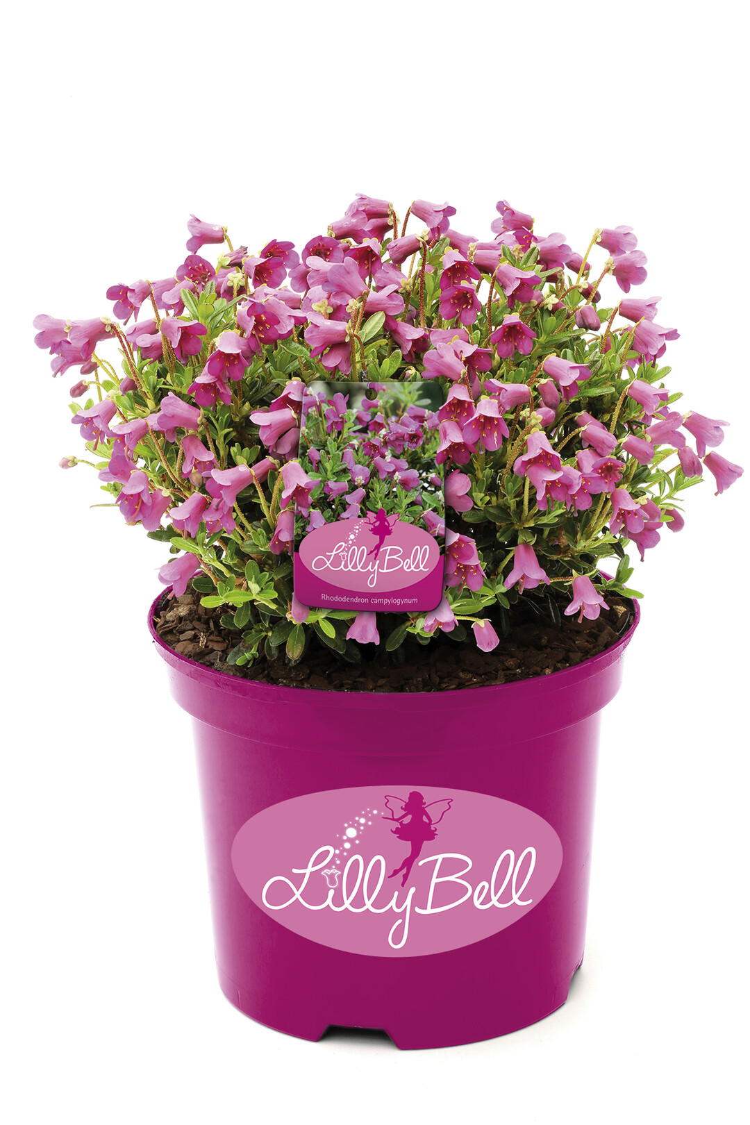 Rhododendron Lilly Bell von Hellwig Pflanzen