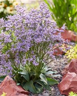 Limonium gmelinii „STE10“ (Dazzle Rocks) hat einen kompakten Wuchs und eine große Anzahl von Blüten pro Stiel. Die Pflanze blüht vom Frühsommer bis in den Herbst hinein. Sie wird etwa 40 cm hoch und breit und ist gut verzweigt. Dazzle Rocks ist trockenheits- und hitzebeständig und hält auch kalten Temperaturen sehr gut stand. Die Pflanze wurde von Peter van Steijn aus Voorhout gezüchtet und ist sortenschutzrechtlich geschützt. Für das Management ist Plantipp BV aus IJsselstein (Niederlande) zuständig. Gootjes-Allplant BV aus Heerhugowaard bringt die Pflanze auf den Markt und hat sie zur Neuheitenprämierung eingereicht.