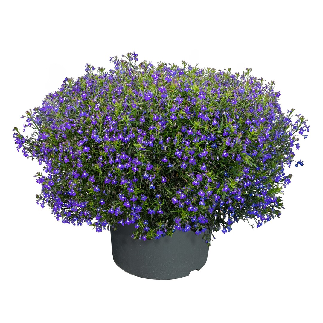 "Masterpiece Blue with Eye" von Benary ist die erste samenvermehrte F1 Lobelia erinus, die mithalten kann mit vegetativ vermehrten einjhrigen F1-Hybrid-Lobelien in Sache Gartenleistung.