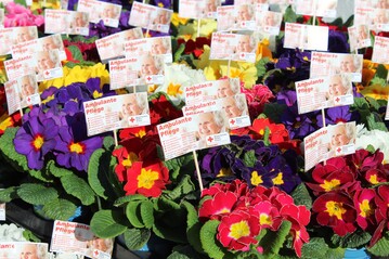 Grtnerei Lwer spendete dem DRK in Mmlingen Blumen 