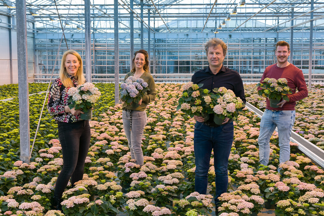 V.l.n.r.: Annelies van den Dool (Magical Hydrangea), Sandra Vijverberg  van der Knaap
(Magical Hydrangea), Ruud Olsthoorn (Brands of Plants), Frank van der Meer (The Mastergrowers)  