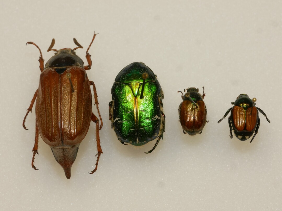 Kfer im Vergleich: Maikfer, Rosenkfer, Gartenlaubkfer und der Japankfer (rechts im Bild)<br>