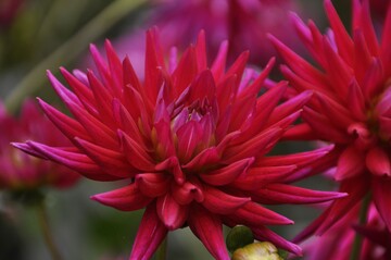 Mainau-Dahlienknigin 2020 "Karma Purple Corona"