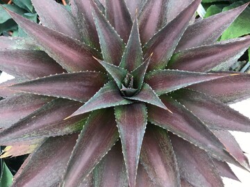Als Gattungshybride hat Mangave Red Wing (Mad About Mangave) die Robustheit und die groen Formen der Agave und die einzigartigen Farben, Zeichnungen und weichen Stacheln der Manfreda. Mad About Mangave ist schnellwchsig und liebt sonnige Standorte. Dort kommen die Farben und die charakteristische Zeichnung der Bltter am besten zur Geltung. Die Pflanze bildet eine sehr groe, detailreiche Rosette, die aus einer Vielzahl von charakteristischen tiefroten Blttern besteht. 
Diese Mangave wurde von Walters Gardens Inc. aus Zeeland (USA) gezchtet und ist sortenschutzrechtlich geschtzt. Fr das Management ist Plantipp BV aus IJsselstein (Niederlande) zustndig. F.N. Kempen vof aus Mijdrecht und Van Son & Koot BV aus Kaatsheuvel bringen die Pflanze auf den Markt und haben sie auch eingereicht. 
 