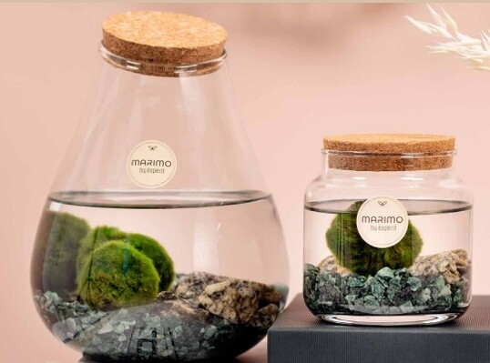 Marimo (Handelsname Chladophlora) von Esperit Elements von "s Gravenzande gewinnt in der Kategorie Konzepte.