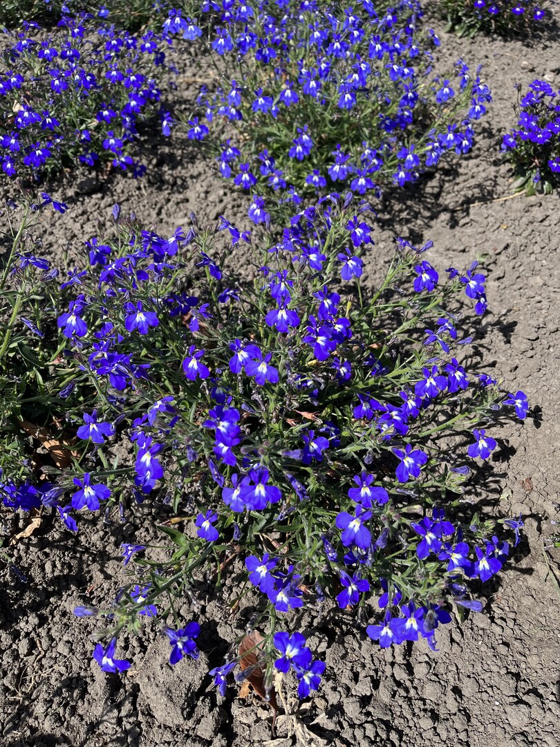 Mit einer kurzen Kulturdauer von nur 12-14 Wochen und aufgrund ihrer beeindruckenden Frhzeitigkeit ermglicht Lobelia "Masterpiece Blue with Eye" eine maximale Produktionskapazitt in der Gewchshauskultur.